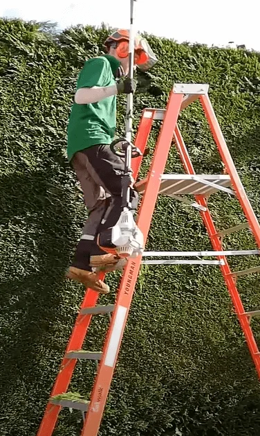 arborist-pruning-privet-hedge