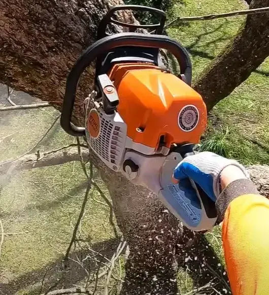 dead-tree-removal-northern-red-oak