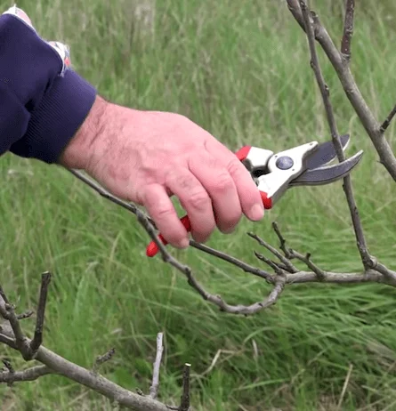hand-pruning-alberta-cling-peach-tree-pruning