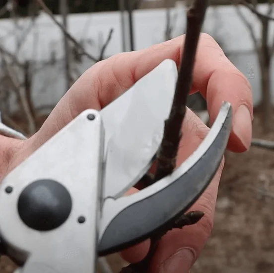 hand-pruning-japanese-red-maple-main-trunk