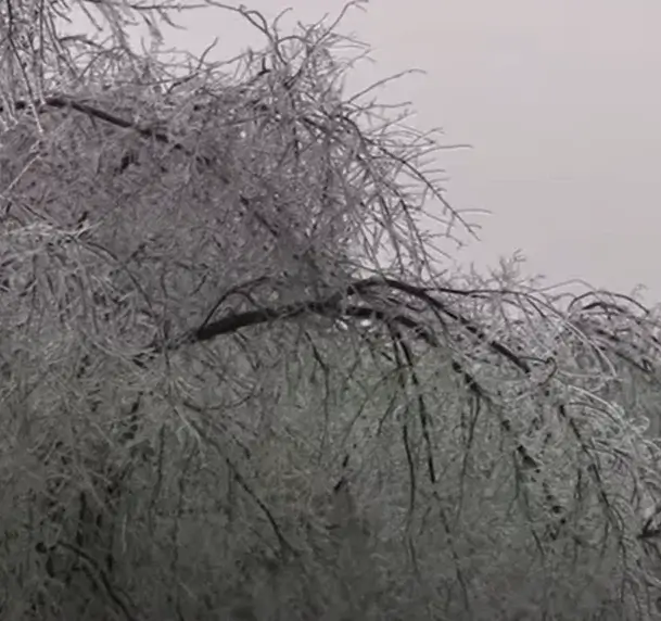ice-storm-damage-to-white-birch-tree