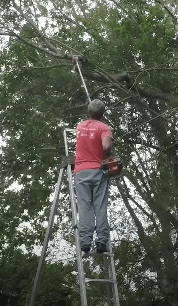 isa-arborist-coppicing-and-pollarding-silver-maple-tree