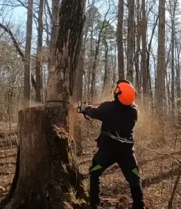 tree-removal-sick-and-dying-brown-birch