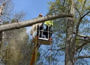 tree-removal-using-bucket-truck
