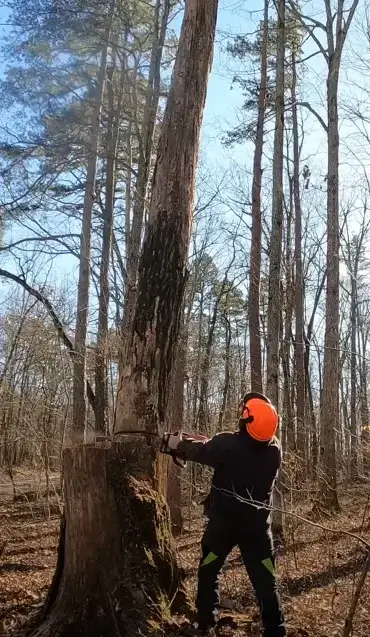 tree-service-dying-maple-removal