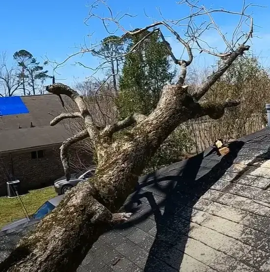 tree-service-storm-cleanup-norway-maple-fell-on-house-roof