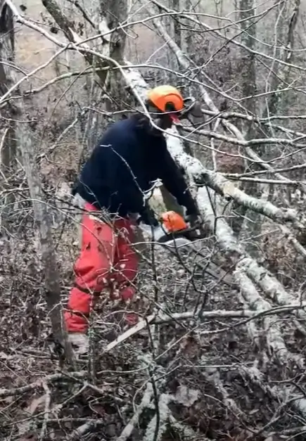 tree-worker-trimming-norway-maple