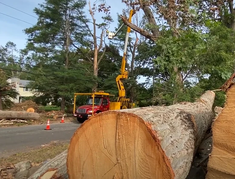 truck-crane-assisted-tree-removal-service